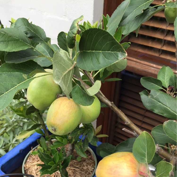 Plant image Malus domestica 'Cripps Pink' syn. Malus domestica 'Pink Lady'