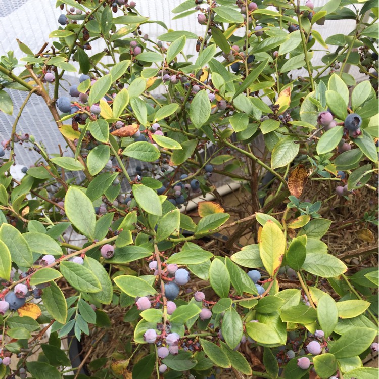 Plant image Vaccinium corymbosum 'Biloxi'