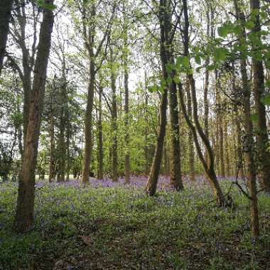 Hyacinthoides hispanica