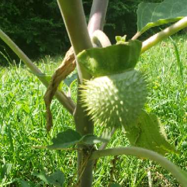 Datura inoxia