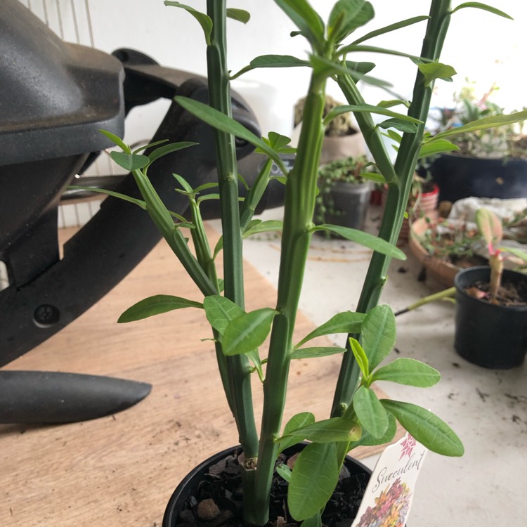 Plant image Euphorbia pteroneura