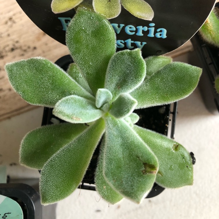 Plant image Echeveria Leucotricha