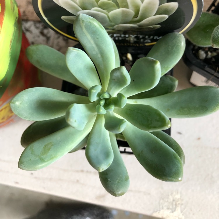 Plant image Pachyphytum