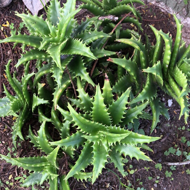 Plant image Aloe Congolensis