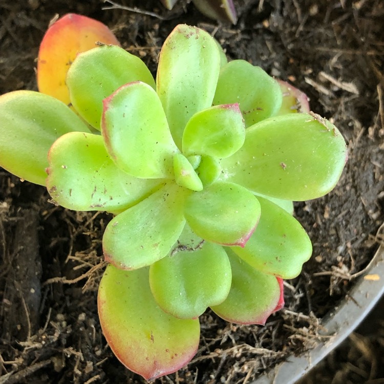 Plant image Echeveria Skinneri