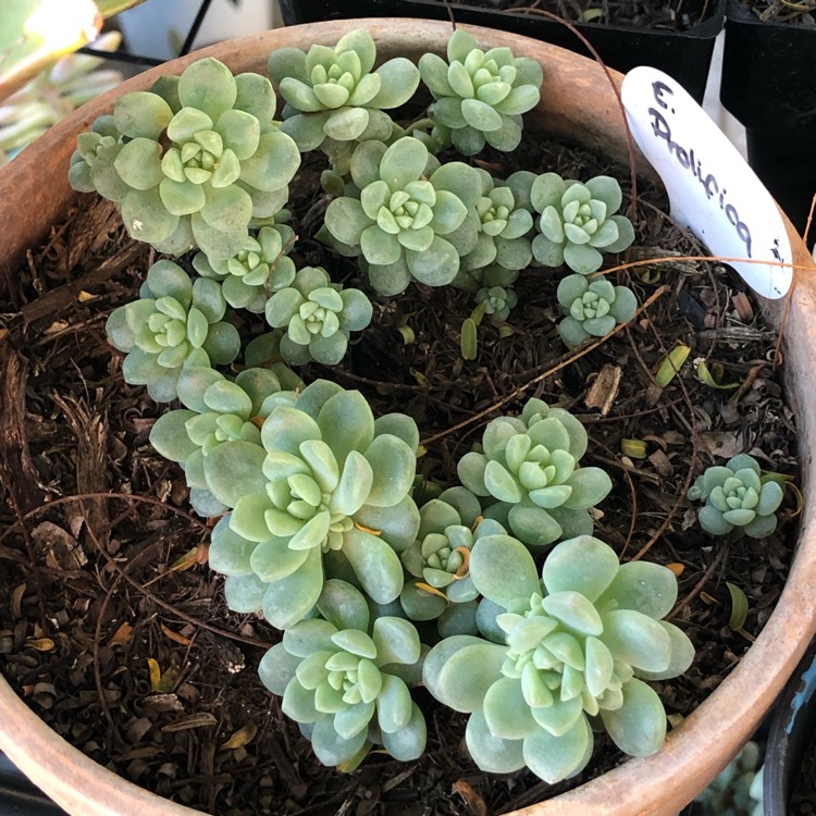 Echeveria Prolifica, Echeveria 'Prolifica' - uploaded by @Limes