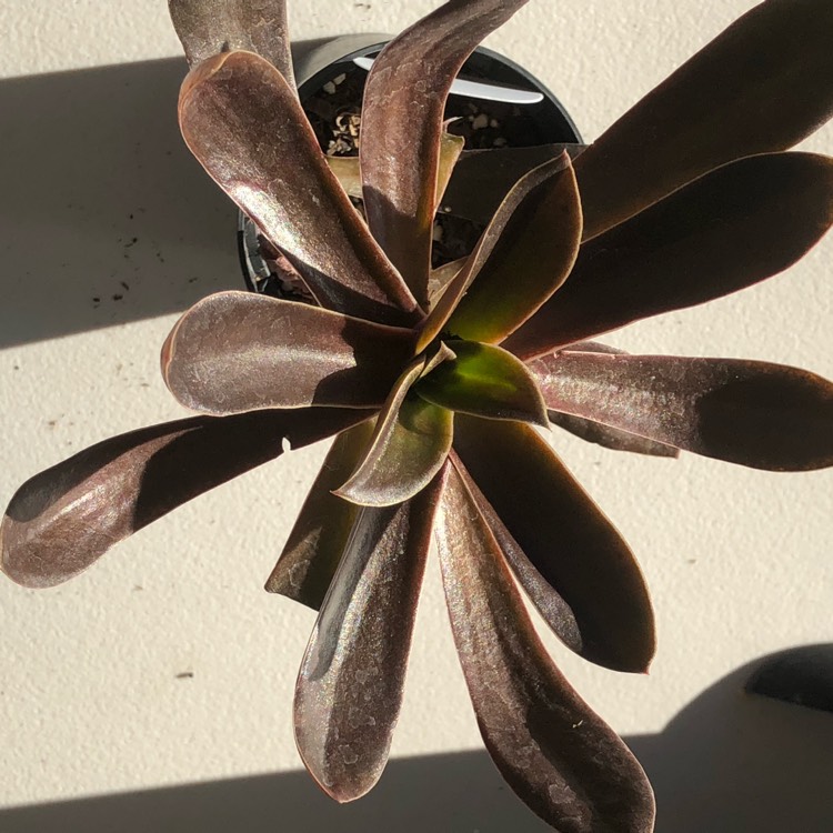 Plant image Echeveria Brown Sugar