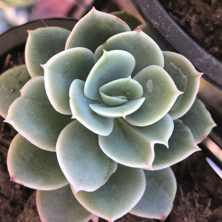 Plant image Echeveria Arika