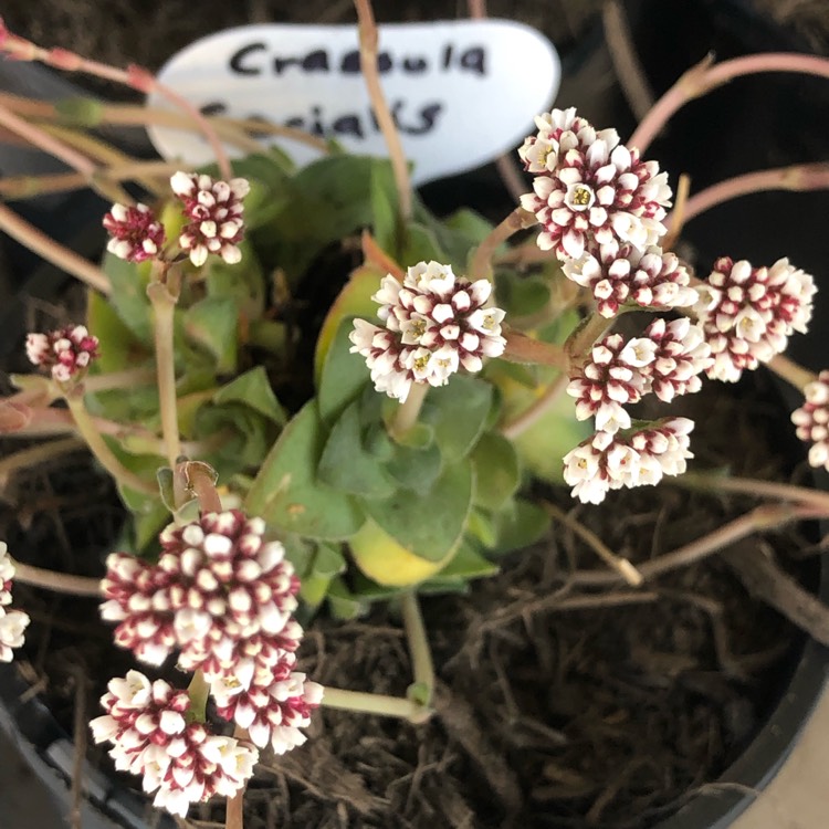 Plant image Crassula socialis