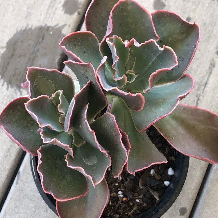 Plant image Echeveria Sea Dragon