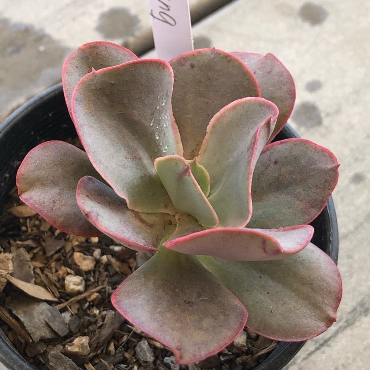 Plant image Echeveria Kissing