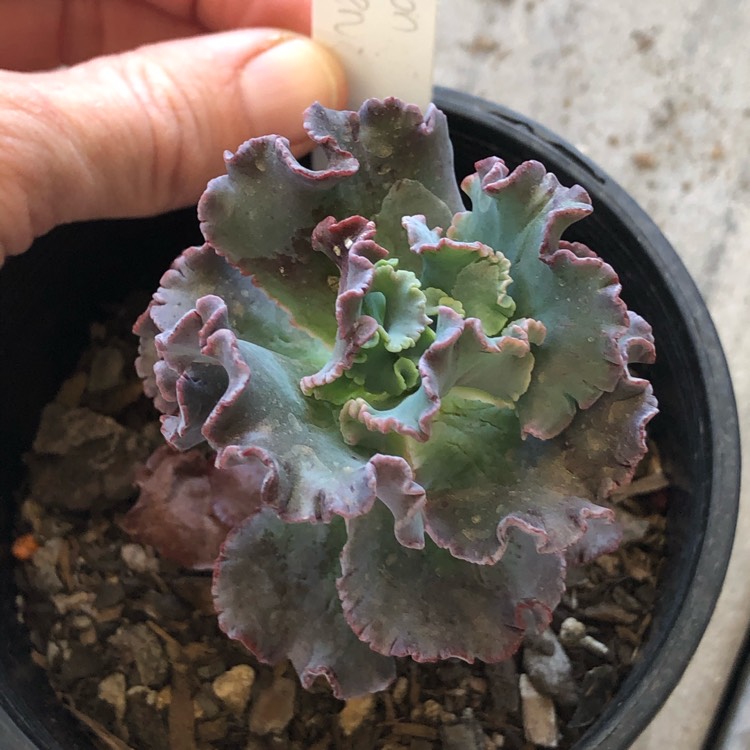 Plant image Echeveria Dragon Queen