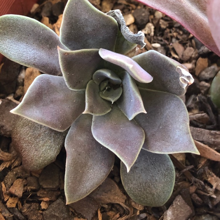 Plant image Echeveria Carnicolour