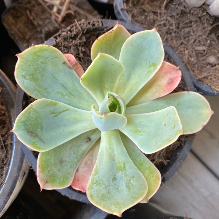 Plant image Echeveria Toffee Apple