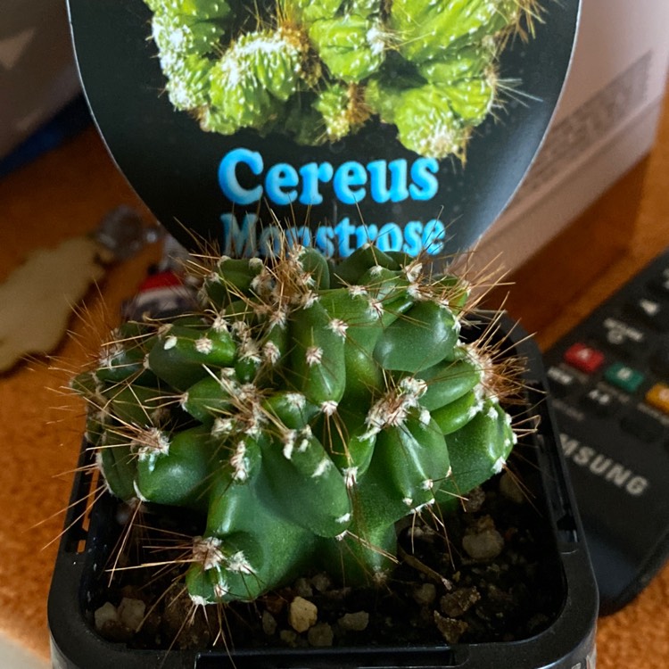 Plant image Cereus