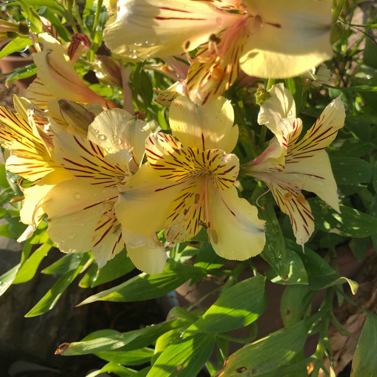 Plant image Alstroemeria 'Tescaban' (Inticancha Series) syn. Alstroemeria 'Inticancha Cabana'