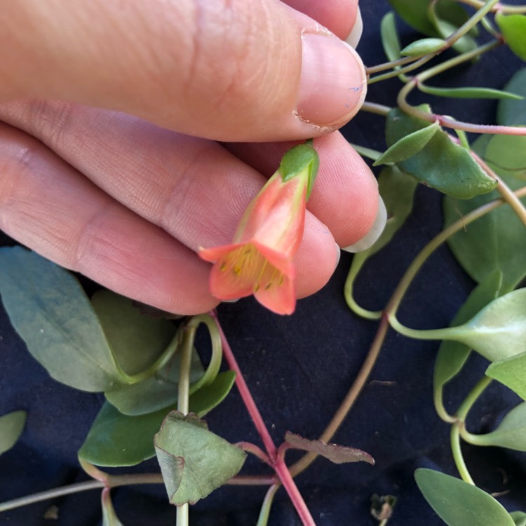 Plant image Kalanchoe Manginii