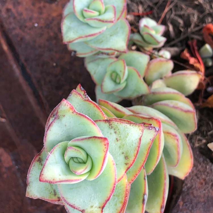 Plant image Crassula perforata variegata 'Jack In The Box'