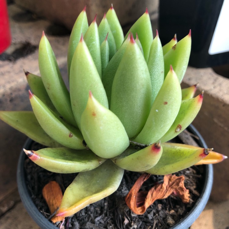 Plant image Echeveria Agavoides Corderoyi