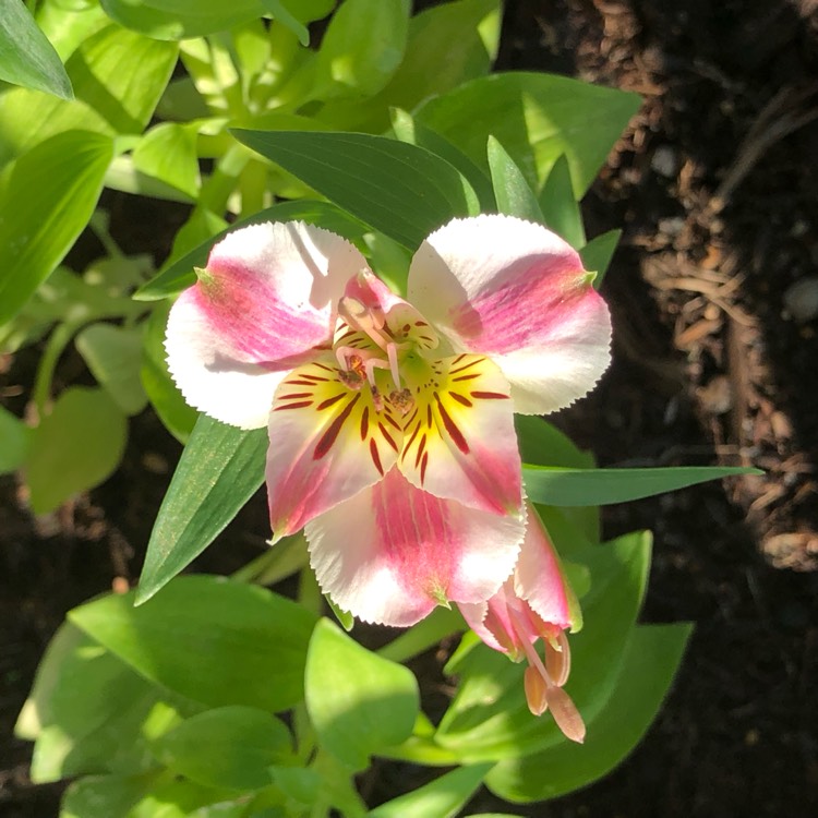 Plant image Alstroemeria 'Stapripal' (Princess Series) syn. Alstroemeria 'Princess Paola', Alstroemeria 'Colorita Paola'