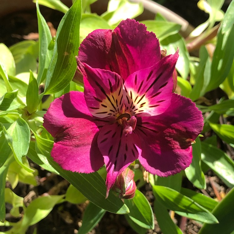 Plant image Alstroemeria 'Zaprilou' (Princess Series) syn. Alstroemeria 'Princess Louise', Alstroemeria 'Colorita Louise'