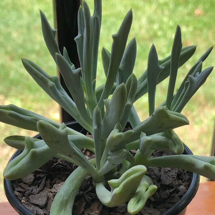 Plant image Kleinia 'Trident Blue syn. Senecio 'Trident Blue'