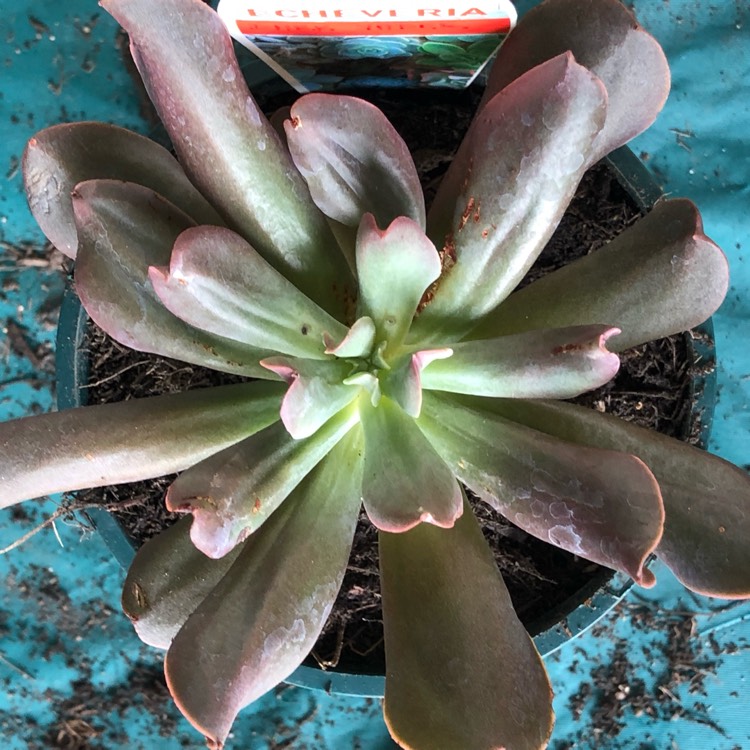 Plant image Echeveria Dark Hawk