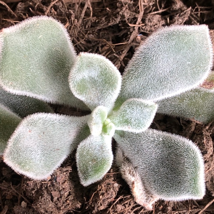 Plant image Echeveria Leucotricha