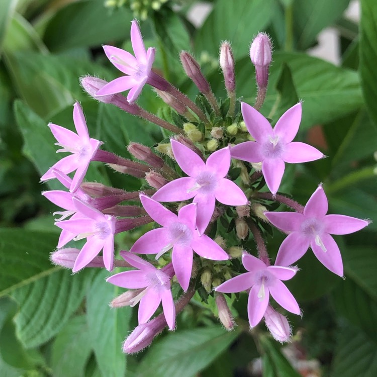 Plant image Pentas lanceolata 'Starcluster Lavender'