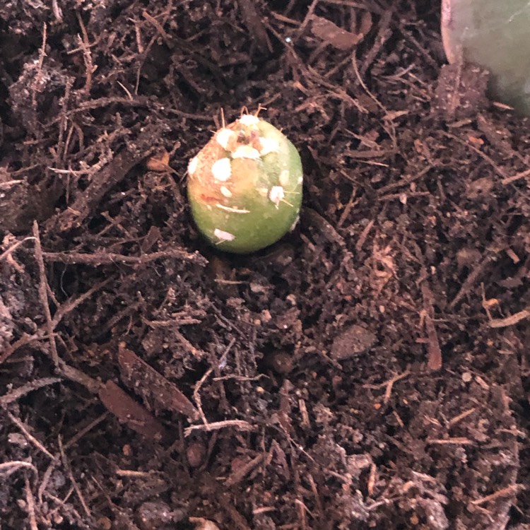 Plant image Tephrocactus verschaffeltii syn. Austrocylindropuntia verschaffeltii