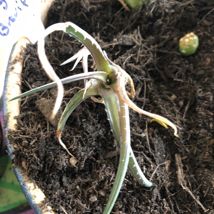 Plant image Dyckia Brevifolia