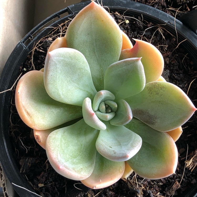 Plant image Echeveria Avocado Cream 