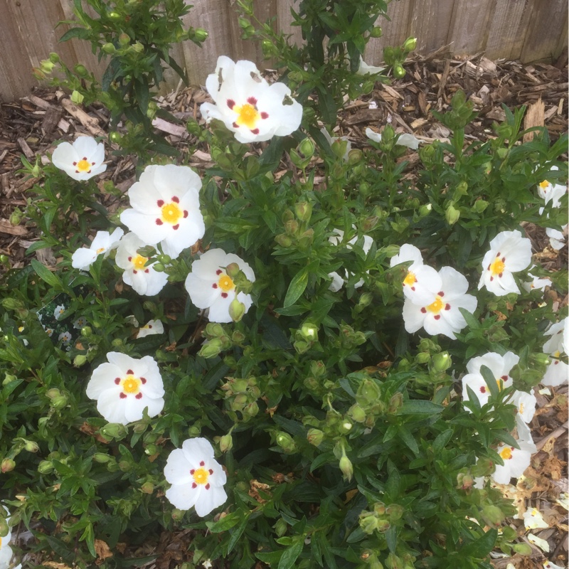 Plant image Cistus x aguilarii 'Maculatus'