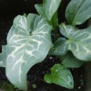 Arum italicum