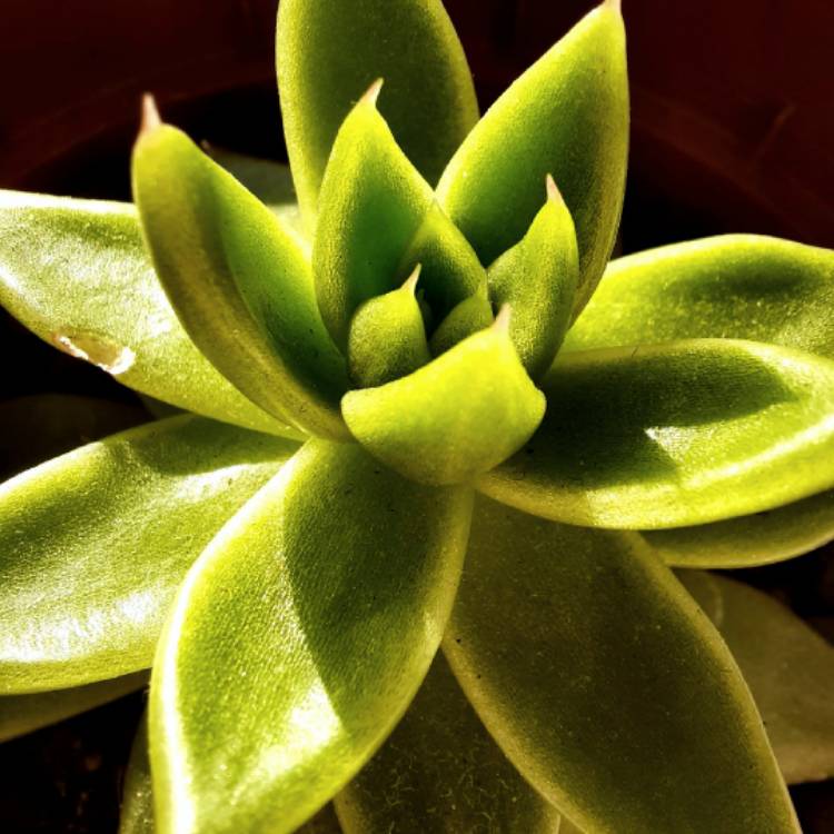 Plant image Echeveria Agavoides Amethystinum