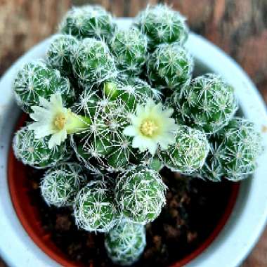 Thimble Cactus 'Fragilis'