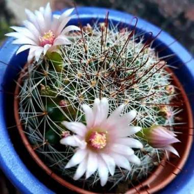 Mammillaria Cactus