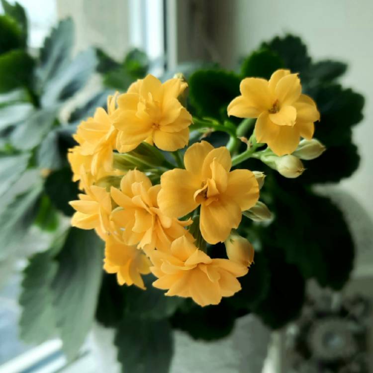 Plant image Kalanchoe Blossfeldiana 'Yellow'