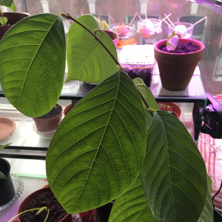 Plant image Annona Cherimoya syn. annona chirimoya