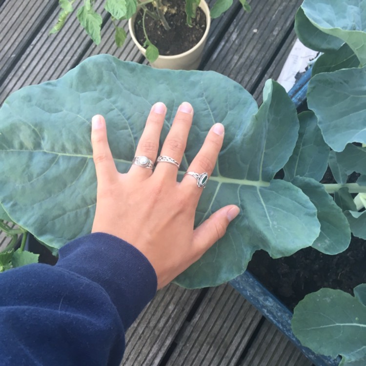 Plant image Brassica oleracea var. Italica Calabrese 'Anastya'F1