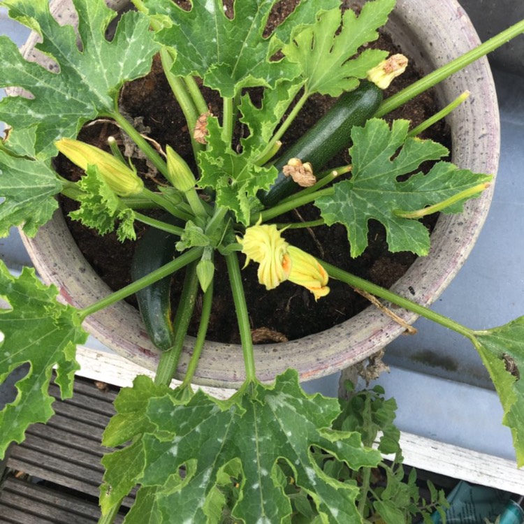 Plant image Cucurbita pepo 'British Summer Time'