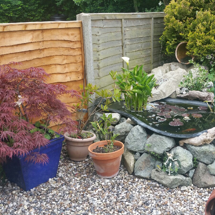 Paul's garden