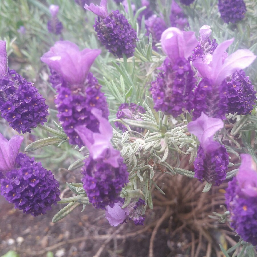 Lavender (Species) Lavender stoechas