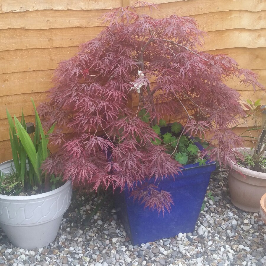 Acer palmatum 'Crimson Queen' (Dissectum Group) syn. Acer palmatum var ...