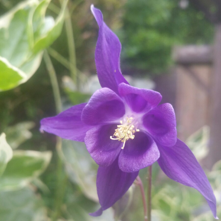 Columbine 'Hensoll Harebell'