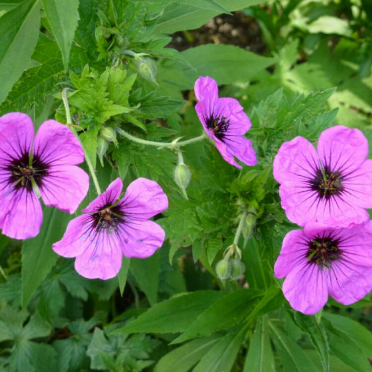 Plant image Geranium 'Ann Folkard'