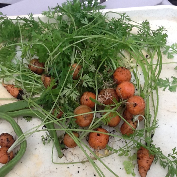 Plant image Daucus carota subsp. sativus