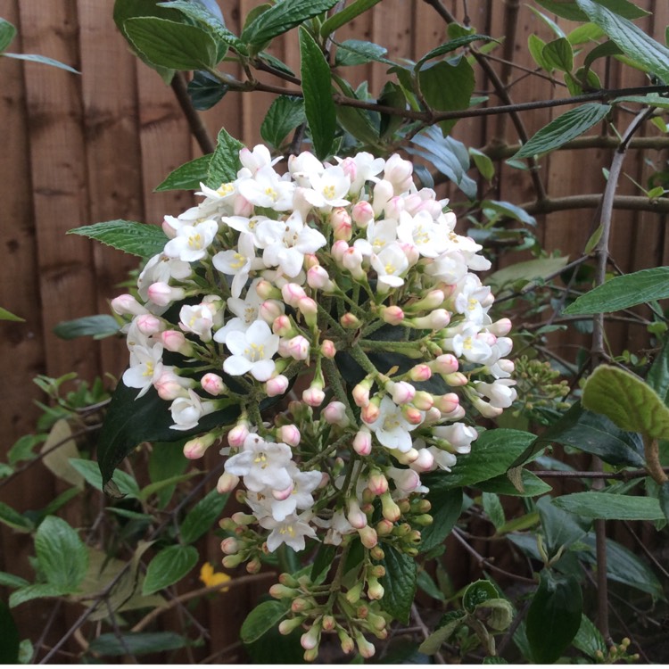 Plant image Viburnum x burkwoodii