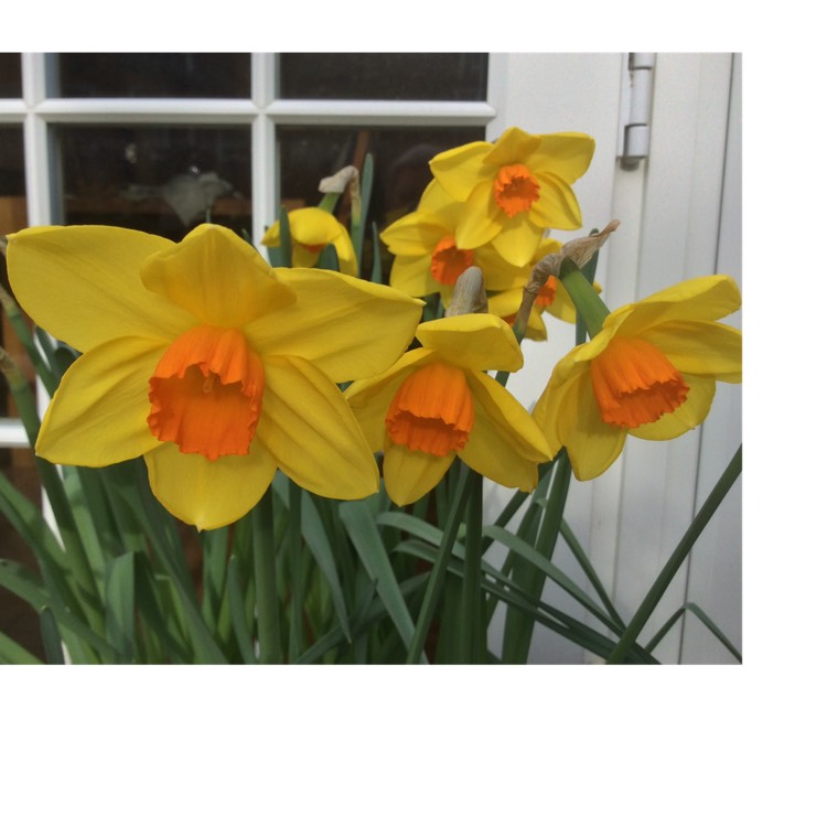 Plant image Narcissus 'Home Fires'