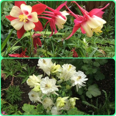 Aquilegia